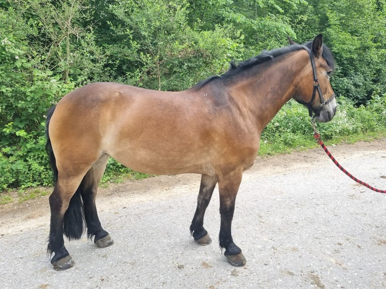 Francés de silla (Selle francais) Yegua 22 años 148 cm Castaño in Bätterkinden