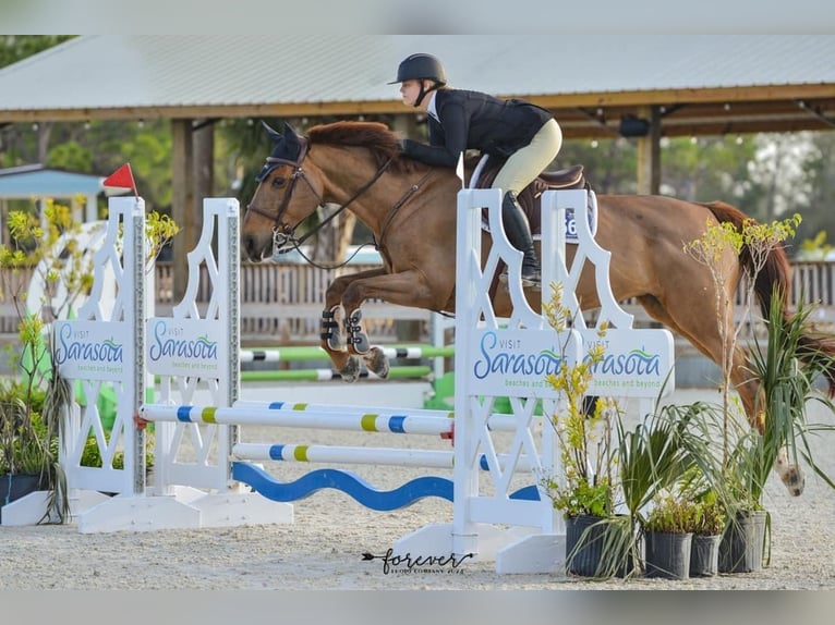 Francés de silla (Selle francais) Yegua 24 años 168 cm Alazán-tostado in Vero Beach