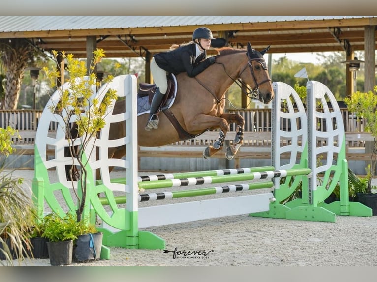 Francés de silla (Selle francais) Yegua 24 años 168 cm Alazán-tostado in Vero Beach