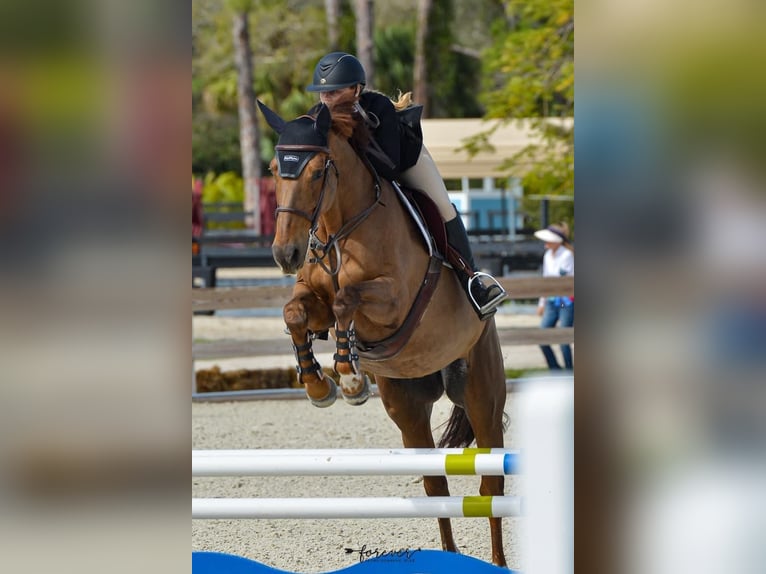 Francés de silla (Selle francais) Yegua 24 años 168 cm Alazán-tostado in Vero Beach
