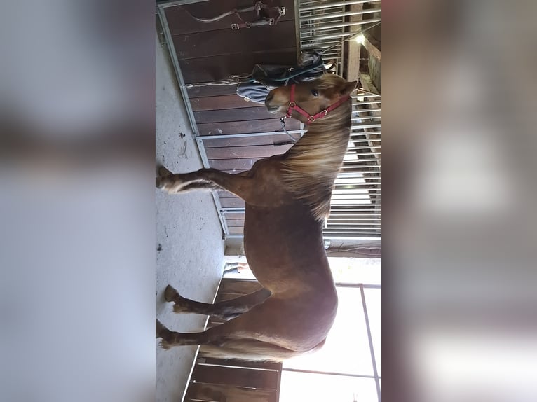 Francés de silla (Selle francais) Yegua 2 años 155 cm Alazán in Domèvre-sous-Montfort