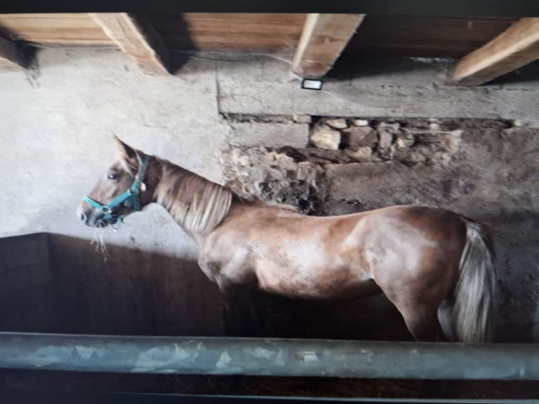 Francés de silla (Selle francais) Yegua 2 años 155 cm Alazán in Domèvre-sous-Montfort