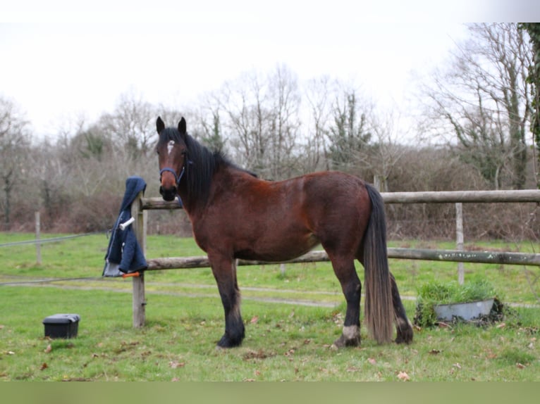 Francés de silla (Selle francais) Mestizo Yegua 2 años 156 cm Castaño in GENESTON