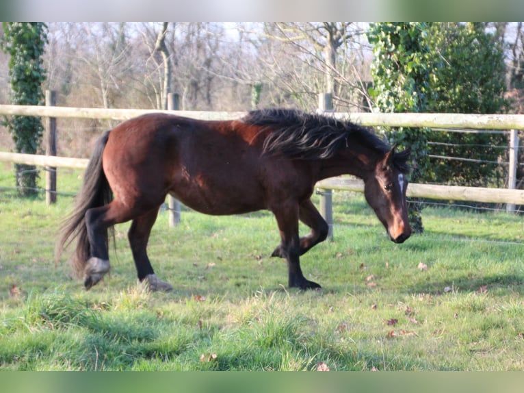 Francés de silla (Selle francais) Mestizo Yegua 2 años 156 cm Castaño in GENESTON