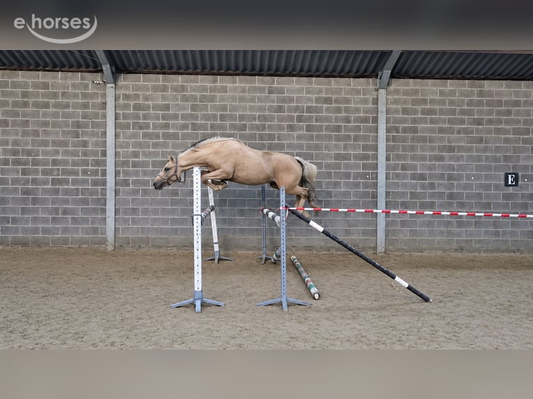 Francés de silla (Selle francais) Yegua 2 años 160 cm Palomino in Sirault