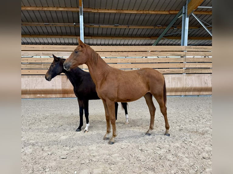 Francés de silla (Selle francais) Yegua 2 años 170 cm Alazán in Volesvres