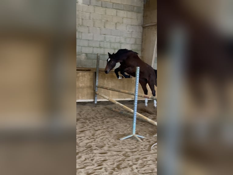 Francés de silla (Selle francais) Yegua 2 años Castaño oscuro in Tours