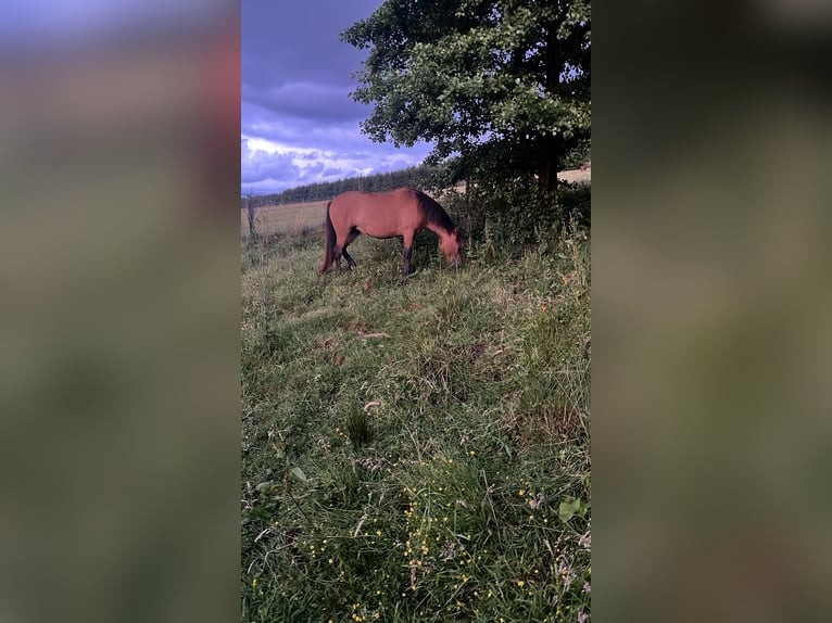Francés de silla (Selle francais) Mestizo Yegua 3 años 141 cm in Herscheid