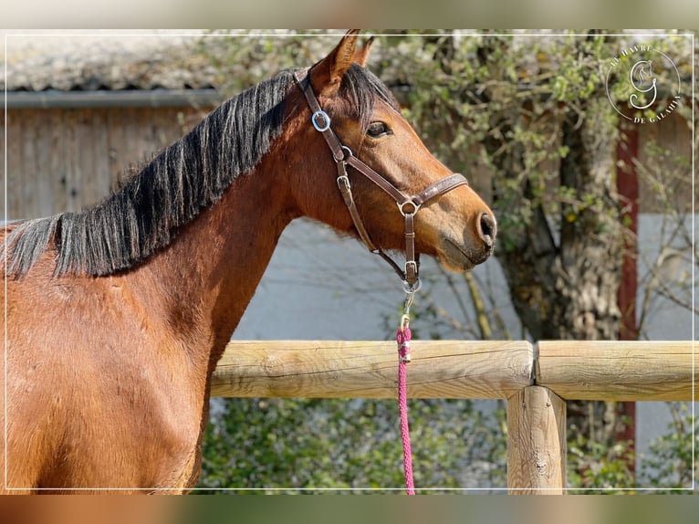 Francés de silla (Selle francais) Yegua 3 años 148 cm Castaño in Beny