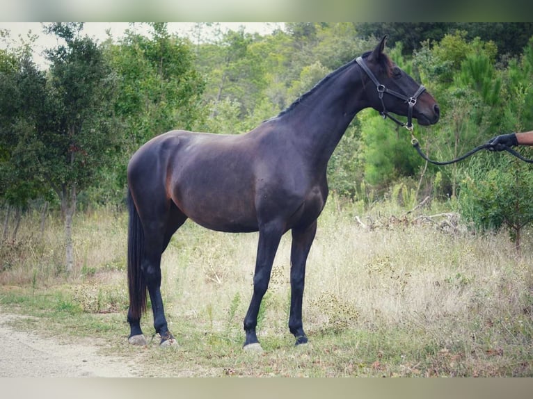 Francés de silla (Selle francais) Yegua 3 años 165 cm Castaño oscuro in Mornas