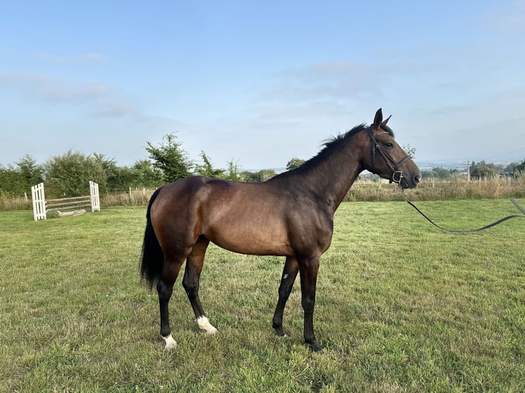 Francés de silla (Selle francais) Yegua 4 años 162 cm Castaño in Avranches