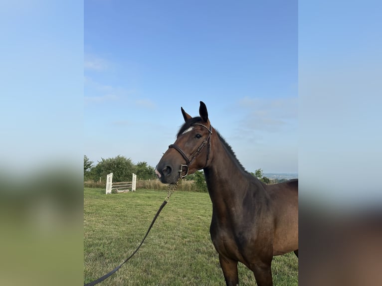 Francés de silla (Selle francais) Yegua 4 años 162 cm Castaño in Avranches