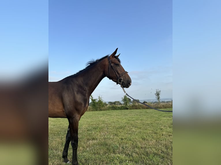 Francés de silla (Selle francais) Yegua 4 años 162 cm Castaño in Avranches