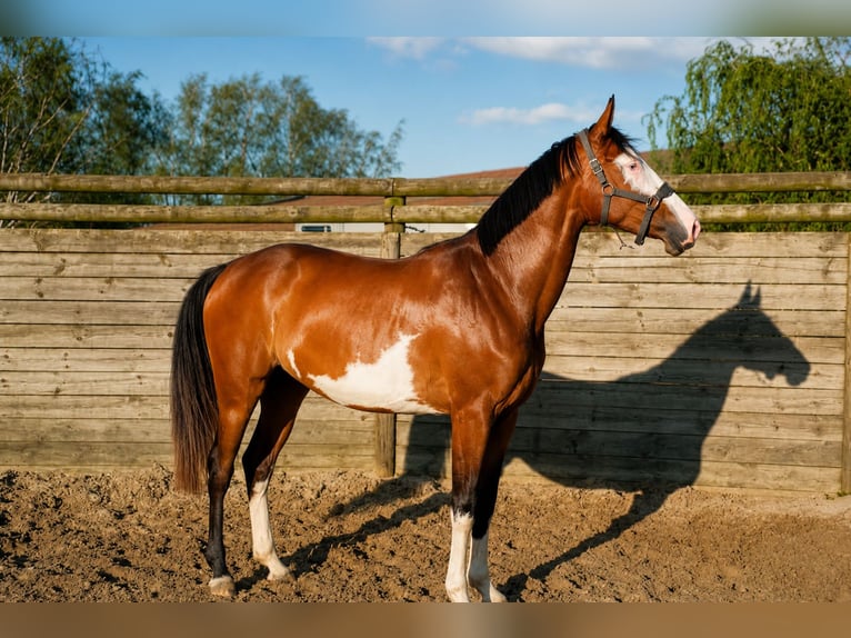 Francés de silla (Selle francais) Yegua 4 años 164 cm  in Saône et Loire