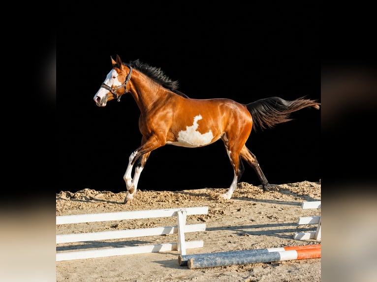 Francés de silla (Selle francais) Yegua 4 años 164 cm  in Saône et Loire