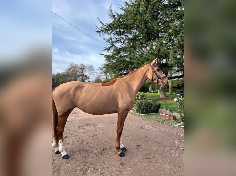 Francés de silla (Selle francais) Yegua 5 años 162 cm Alazán in orbec