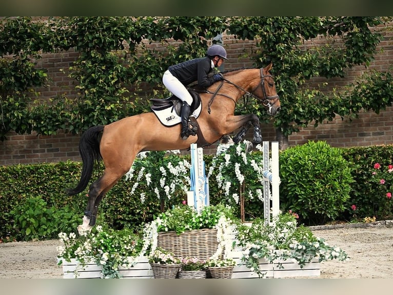 Francés de silla (Selle francais) Yegua 5 años 164 cm Castaño in Bladel