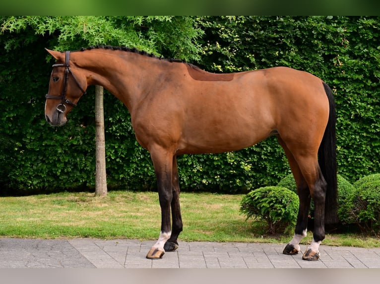 Francés de silla (Selle francais) Yegua 5 años 164 cm Castaño in Bladel