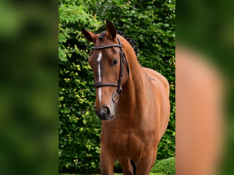 Francés de silla (Selle francais) Yegua 5 años 164 cm Castaño in Bladel