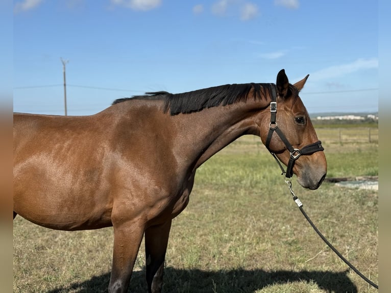 Francés de silla (Selle francais) Yegua 5 años 166 cm Castaño in GROTE-BROGEL