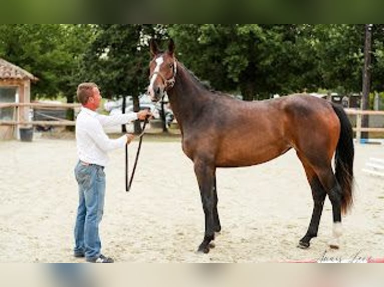 Francés de silla (Selle francais) Yegua 5 años 168 cm Castaño oscuro in RODELLE