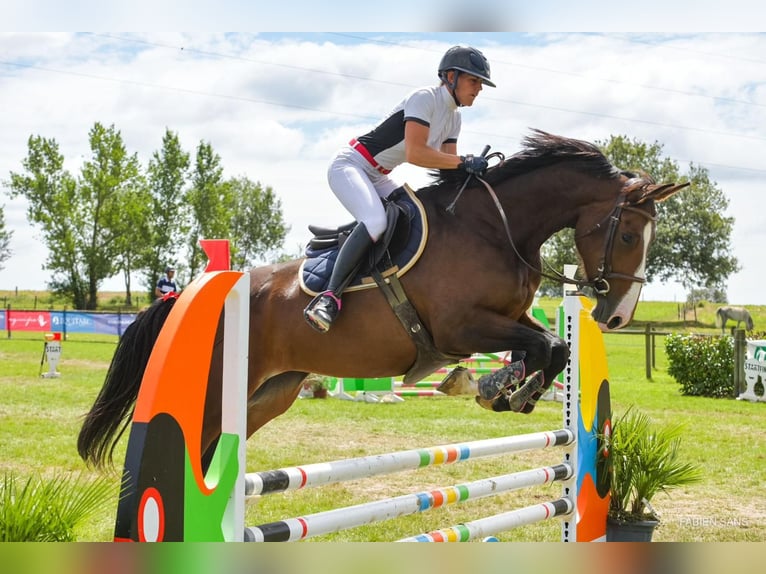 Francés de silla (Selle francais) Yegua 5 años 168 cm Castaño oscuro in RODELLE