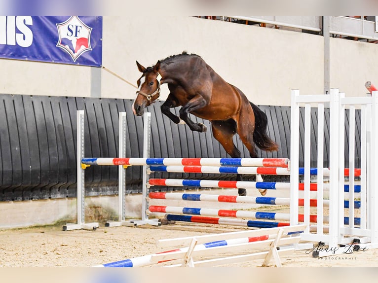 Francés de silla (Selle francais) Yegua 5 años 168 cm Castaño oscuro in RODELLE