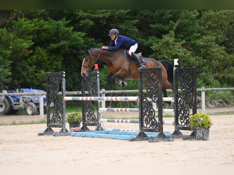 Francés de silla (Selle francais) Yegua 5 años 168 cm Castaño oscuro in RODELLE