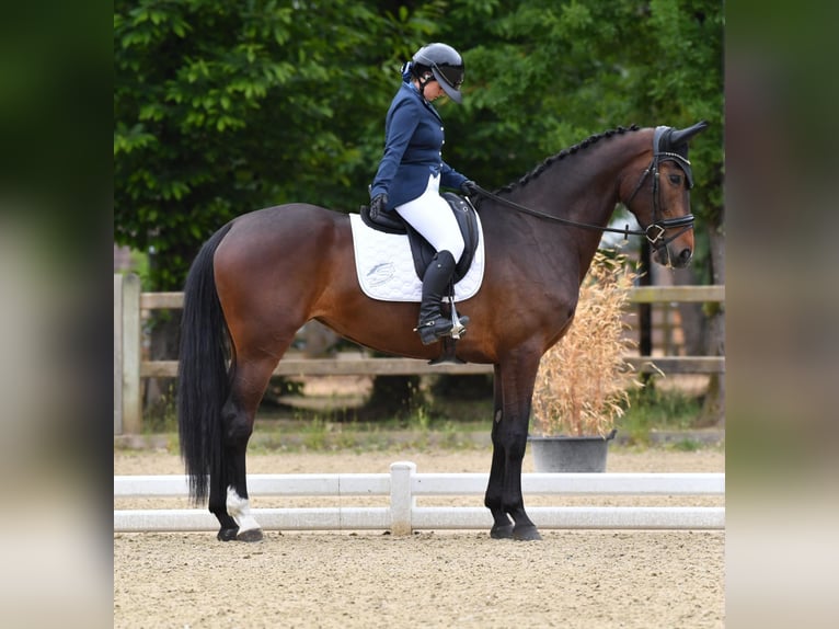 Francés de silla (Selle francais) Yegua 5 años 170 cm Castaño in Auray