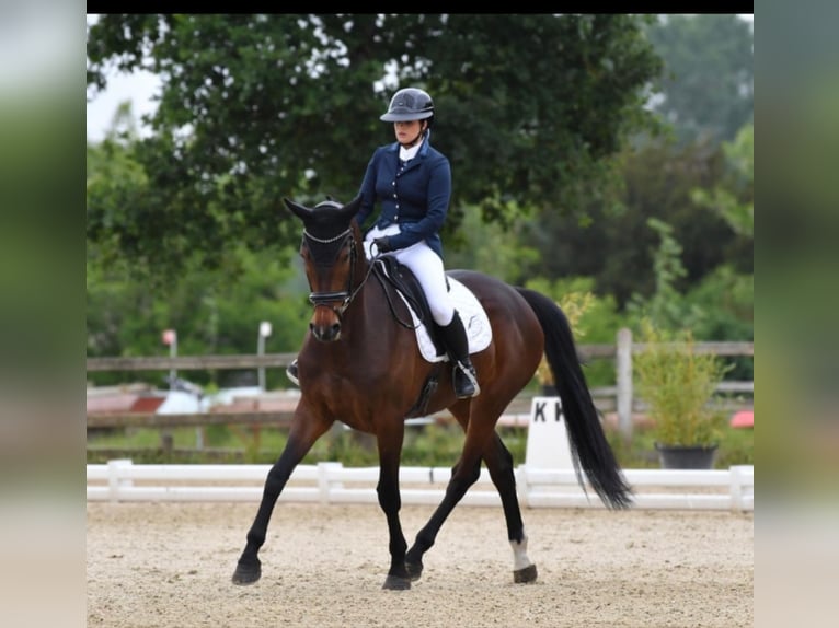 Francés de silla (Selle francais) Yegua 5 años 170 cm Castaño in Auray