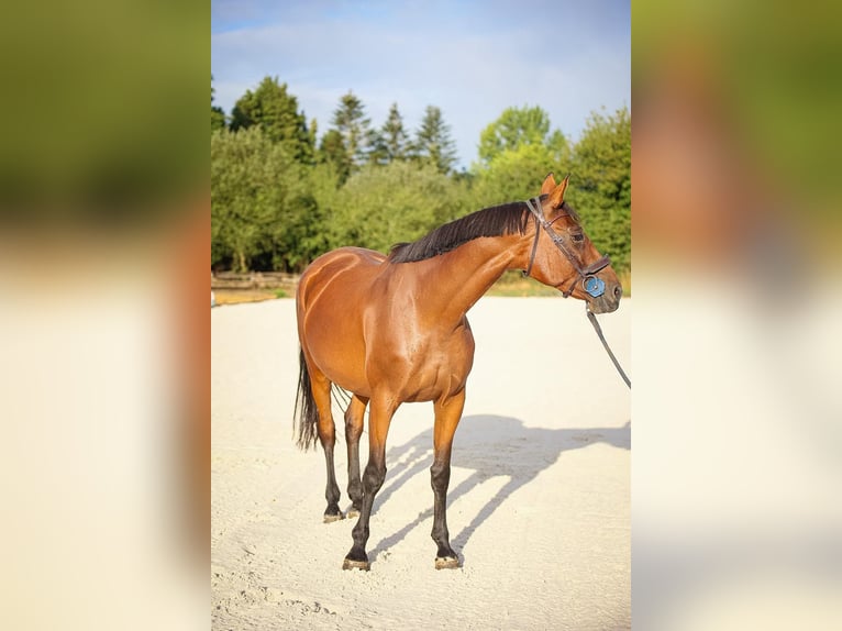 Francés de silla (Selle francais) Yegua 5 años 170 cm Castaño in Kaulille