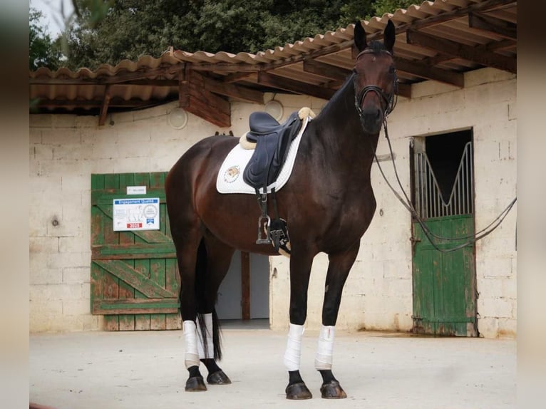 Francés de silla (Selle francais) Yegua 5 años 170 cm Castaño oscuro in Mornas