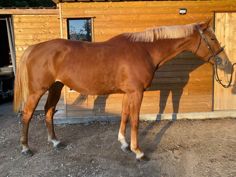 Francés de silla (Selle francais) Yegua 6 años 162 cm Alazán in Beaumont de Pertuis