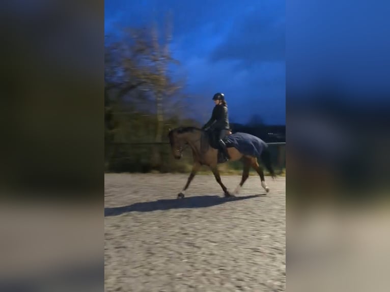 Francés de silla (Selle francais) Yegua 6 años 164 cm Castaño in Rambervillers