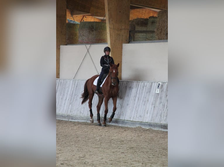 Francés de silla (Selle francais) Yegua 6 años 170 cm Alazán in Soual