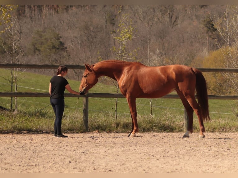 Francés de silla (Selle francais) Yegua 6 años 170 cm Alazán in Soual