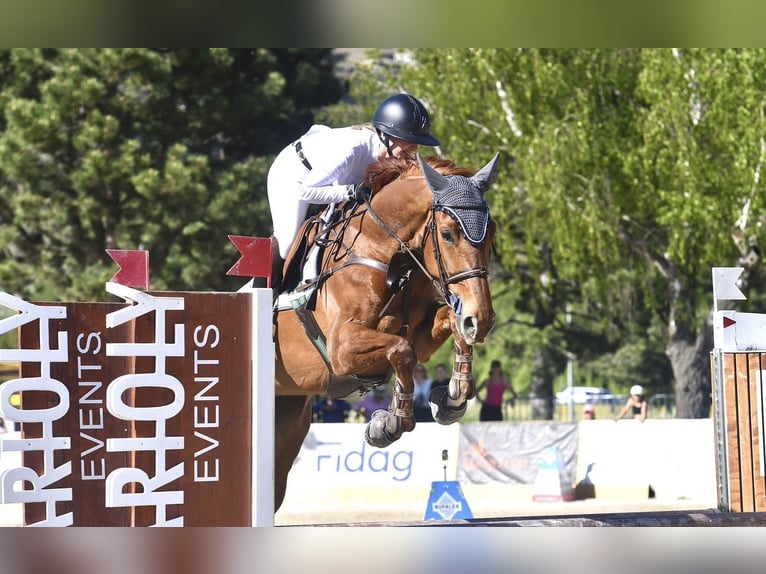 Francés de silla (Selle francais) Yegua 6 años 170 cm Alazán in Versoix