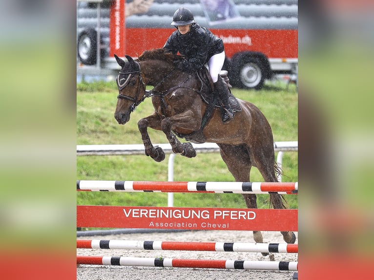 Francés de silla (Selle francais) Yegua 6 años 170 cm Alazán in Versoix