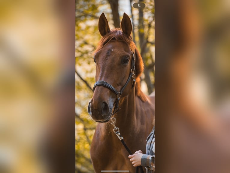 Francés de silla (Selle francais) Yegua 6 años 170 cm Alazán in Versoix