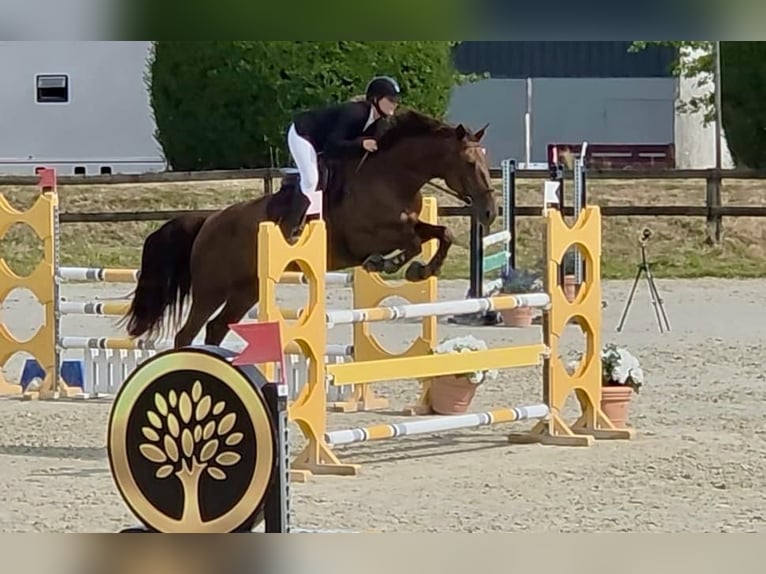 Francés de silla (Selle francais) Yegua 6 años 178 cm Alazán-tostado in Bethemont