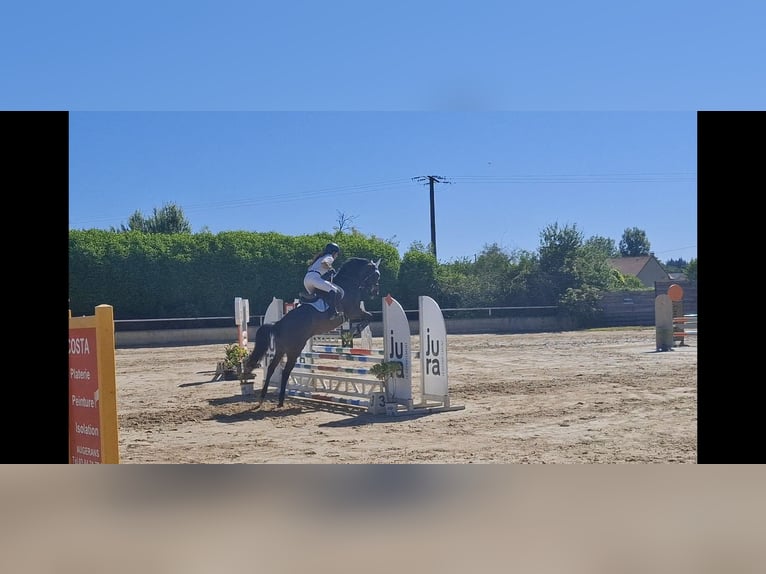 Francés de silla (Selle francais) Yegua 6 años Castaño rojizo in Laives