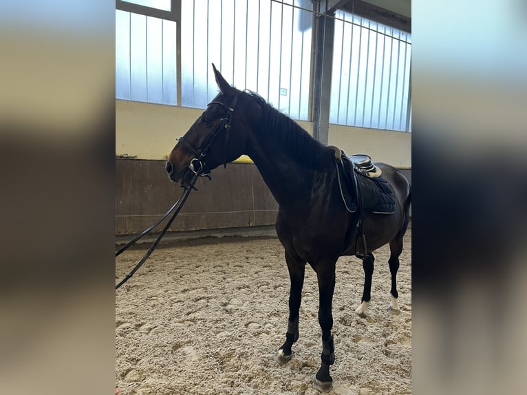 Francés de silla (Selle francais) Yegua 7 años 164 cm Castaño in Neuried