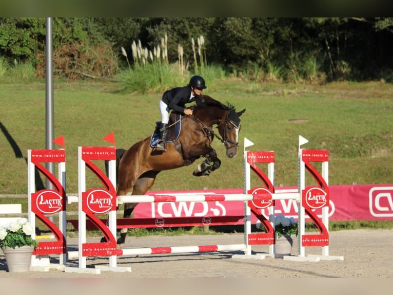 Francés de silla (Selle francais) Yegua 7 años 167 cm Castaño in BEGAAR