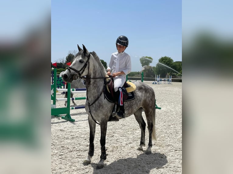 Francés de silla (Selle francais) Yegua 8 años 139 cm Tordo in Madrid