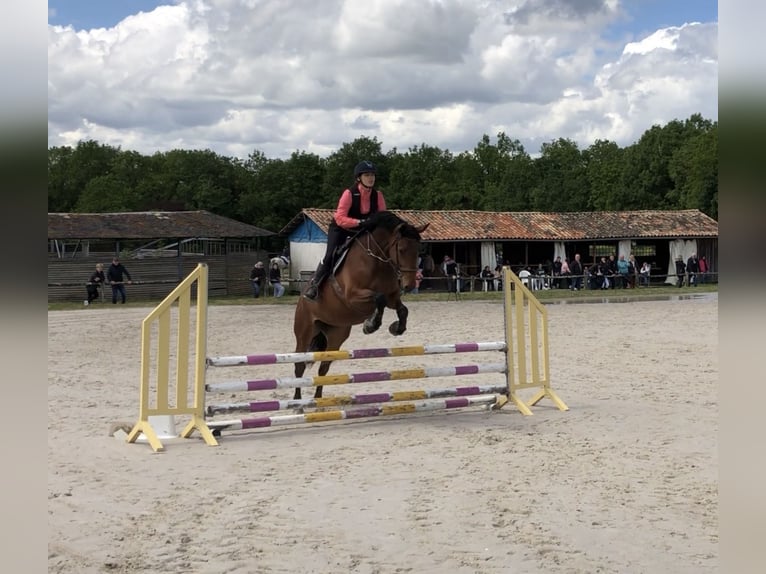 Francés de silla (Selle francais) Yegua 8 años 166 cm Castaño in FREJUS