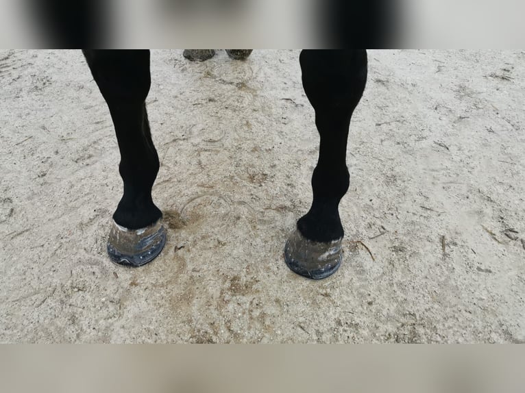 Francés de silla (Selle francais) Yegua 8 años 166 cm Castaño in FREJUS