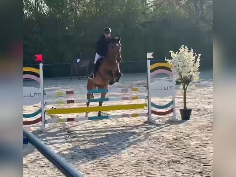 Francés de silla (Selle francais) Yegua 8 años 170 cm in So