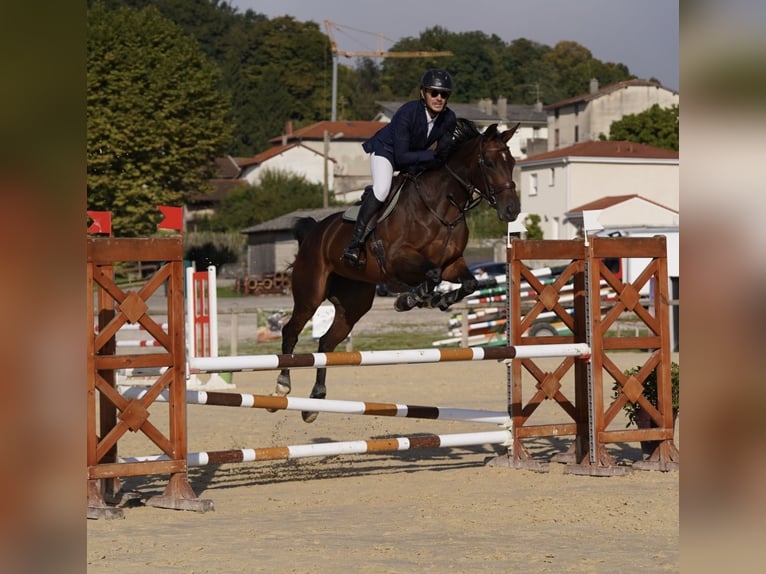 Francés de silla (Selle francais) Yegua 8 años 172 cm Castaño in Fontaines-sur-Sa&#xF4;ne
