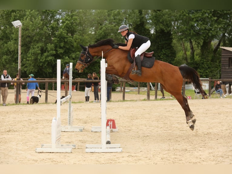 Francés de silla (Selle francais) Yegua 8 años 172 cm Castaño in Roquebrune-sur-Argens