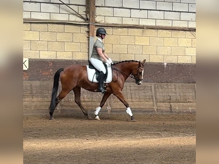 Francés de silla (Selle francais) Mestizo Yegua 9 años 148 cm Castaño oscuro in Den Haag